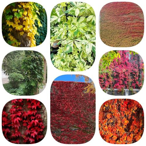 100 pcs Wilder Wein Winterhart Schnellwachsend Samen, hängepflanzen, zaun deko vines Parthenocissus tricuspidata Samen, wohnzimmer deko, hängepflanze bonsai samen, winterharte kübelpflanzen