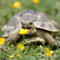 Welldales 100 Complete Mix Tortoise Food Seeds UK Native Plants Grow Your Own Reptile Food