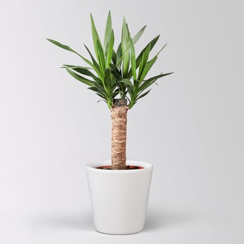 Palmlilie in Topf Dallas, Topf-Ø 17 cm, Höhe ca. 60-80 cm