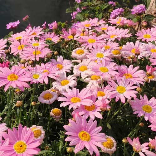 margeriten samen - winterharte blumen, blumenwiese mehrjährig winterhart margeritensamen pflanzen für draußen, saatgut blumen steinpflanzen winterhart, gartenblumen pflanzen hochbeet 50pcs