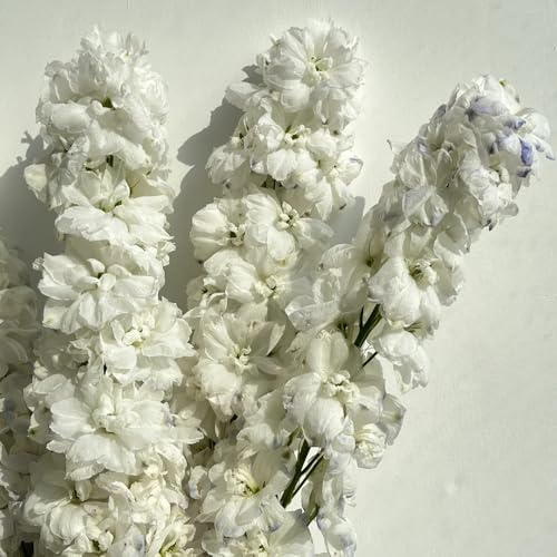 semi di delphinium, delphinium da balcone perenni resistenti, ombra rare, decorazione soggiorno resistenti per il giardino 40pcs