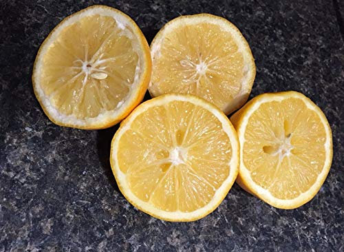 Portal Cool 5 Semi Limone biologico Citrus Tree