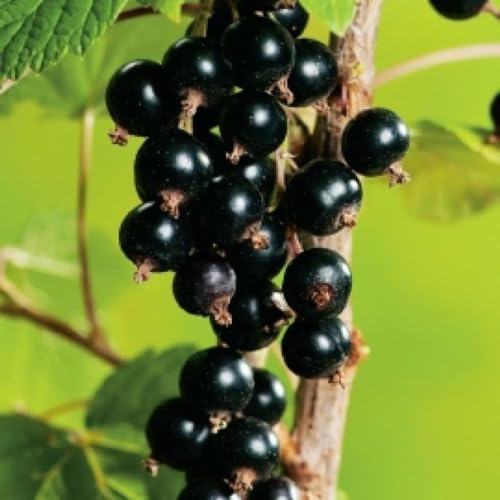 Consort Black Currant Plant Live Well Rooted 5-9 Tall, Edible Black Currant Bush Live Plant, Zones 4 to 8, Currant Berries