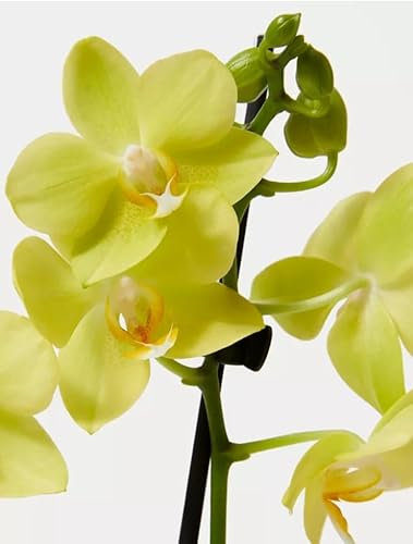 Real Live Phalaenopsis Orchid Yellow12Ø 35-50cm 2stem Flow Flowering Plant