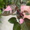 Carbeth Plants - Philodendron Pink Princess - Indoor Plant in 12cm Pot - Pink and Green Variegated Leaves
