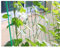 90cm*180cm Pea Bean Cucumber Climbing Frame Net Plant Climber net Garden Netting Support