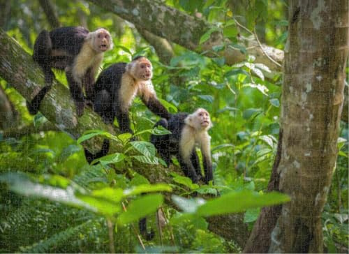 Puzzles for Adults 1000 Pieces Jigsaw Puzzles Three White Faced Monkey Baby Tree Tops at National Puzzles Clearance Big Large Puzzles Difficult Cool Hard Puzzles for Adults