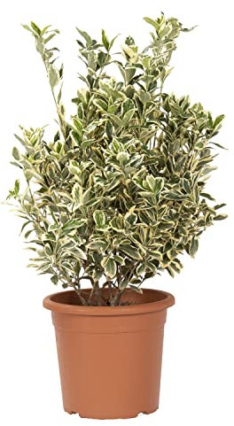 KENTIS - Euonymus Japonicus Bravo - Plantes d'Extérieur - Plantes de Haie - H 60-80 cm Pot de Culture Ø 24 cm
