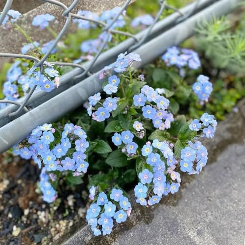 600 Pcs Vergissmeinnicht Pflanze Samen - Myosotis Alpestris - Winterharte Pflanzen Für Garten, Winterharte Blumen Vergiss Mein Nicht Samen, Wiesensaatgut, Garten Geschenk, Schattenpflanzen