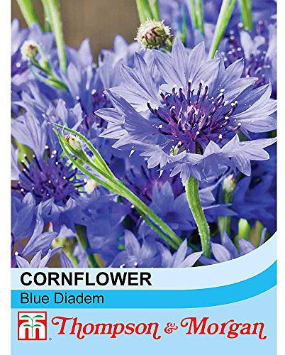 Cornflower 'Blue Diadem’ 1x Seed Packet by Thompson and Morgan