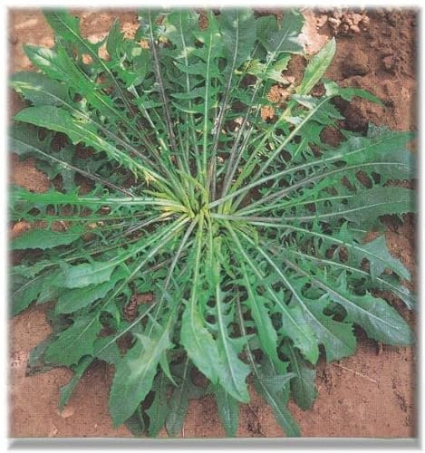 CICORIA SELVATICA DA CAMPO NR.1000 SEMI