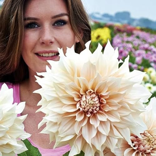 Dahlien Knollen Pompone Kaktusdahlie Schmuckdahlie Collarete Dwarf Viele Sorte und Farbe zur Auswahl (Cafe au Lait)