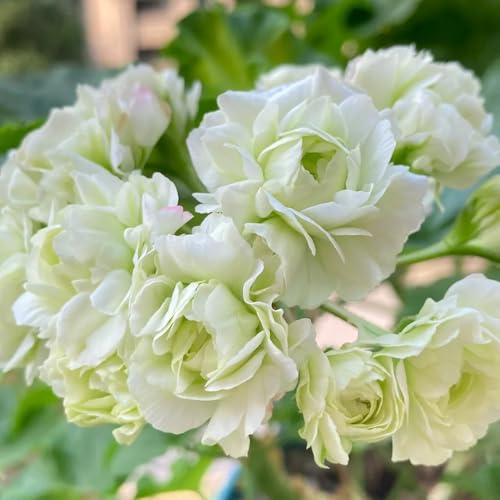 semi di geranio resistenti gerani pelargonium appesi, ombra tappezzante perenne resistente primaverile, selvatici 65pcs