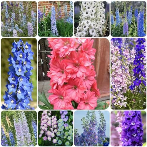 rittersporn samen winterhart mehrjährig balkon pflanze - Seltene pflanzen serie - stauden winterhart mehrjährig, exotische samen rittersporn winterharte kübelpflanzen, garten blumen 65pcs