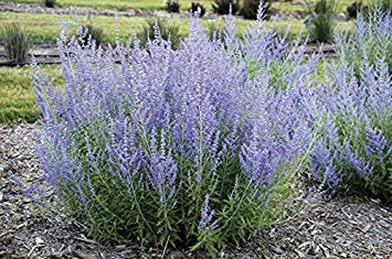 Perovskia Atriplicifolia, Russi Salvia 50 Semi