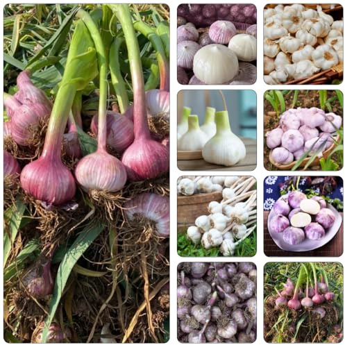 semillas de ajo bonsái de interior jardín semillas variedades tradicionales ajo invierno jardín interior Camas elevadas para el 350pcs