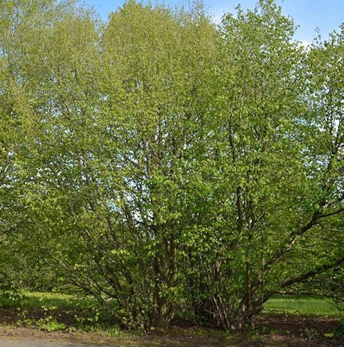 Haselnussstrauch Waldhasel Cosford 80-100cm - Corylus avellana