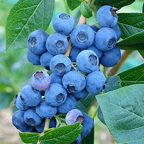 Blueberry Vaccinium Denise Blue - Outdoor Fruit Plants - Deciduous Garden Ready Potted Plants for Small Gardens, Pots, Containers and More (20-30cm Incl. Pot)