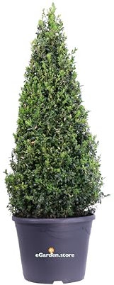 Pianta di Buxus Sempervirens Piramide Bosso Sempervirens forma Piramide pianta da esterno ornamentale di Buxus pianta da siepe vera venduta da eGarden.store (Vaso 30 cm)