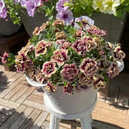 80 pezzi semi di petunia - giardino coperto di terreno prato di semi resistenti all'esterno
