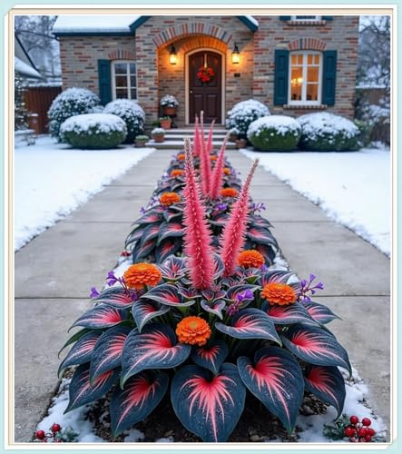 Resistente al Frío -Bulbo de hosta- Ideal para Jardines de España- Rizoma de Hosta-6 Rizoma-I