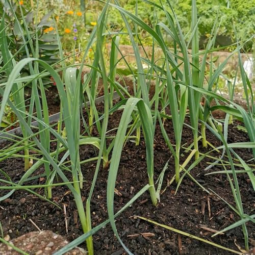 semi di porro biologici - raro decorazione giardino esterno 1000pcs