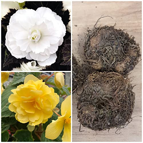 Begonia Non-Stop Double Tubers/Corms White and Yellow x 6 Summer Flowering by Growtanical®