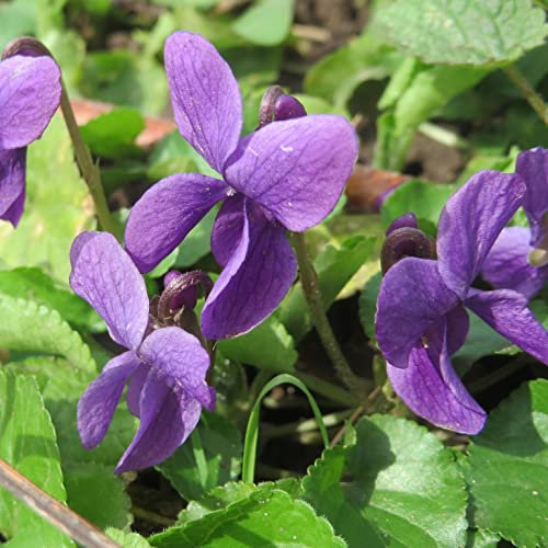 6x Duft-Veilchen - Viola odorata - Topf 9x9cm