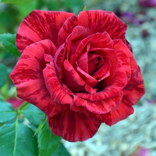 Red Intuition ® Edelrose im großen XXL 7,5 Liter Topf