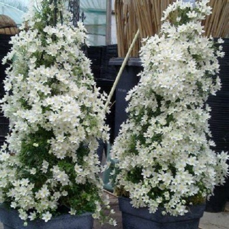 Clematide Joe - Sempreverde (per Balcone e Patio) - Vaso 1,5 litro (Pianta Rampicante - Clematis Sempreverde - Pianta Adulta - Bianco) - Muri, Pergola, Balconi e Terrazze | ClematisOnline