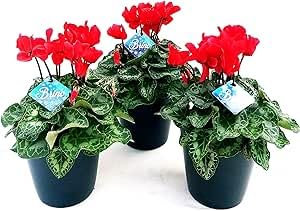 POWERS TO FLOWERS - CICLAMINO BRINO ROSSO 3 PIANTE, piante vere