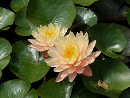 Pianta di Ninfea Mangkala Ubol con vaso, da inserire in laghetti o stagni Fioritura da giugno a settembre