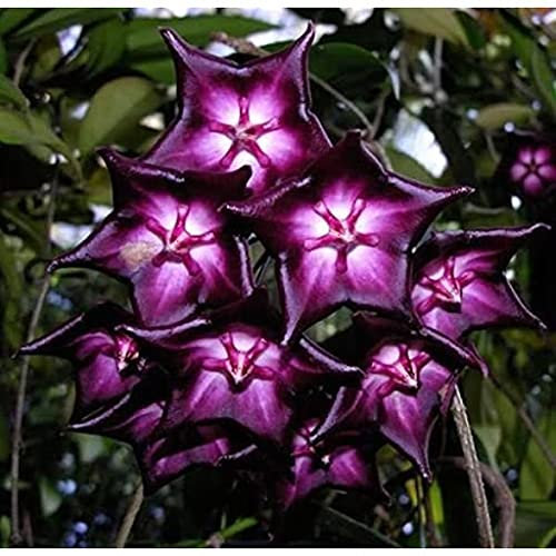 Genipap 10 Stück Kannenpflanze