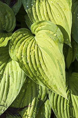 Hosta ventricosa 9x9 cm Topf – Winterhart, Mehrjährig, Pflegeleicht – Herzblattlilie – Beetstaude für Schattenbeet & Unterpflanzung