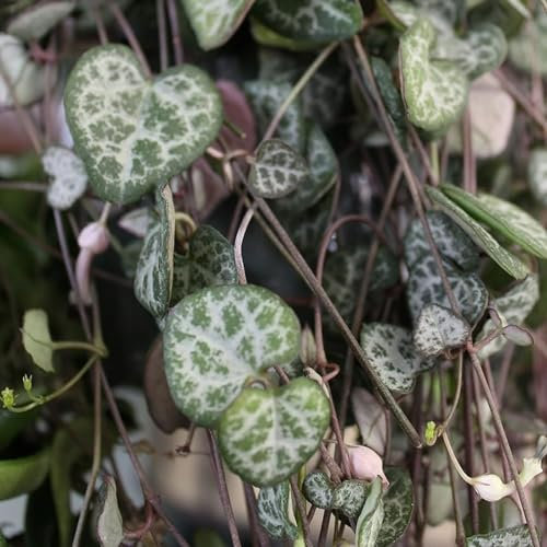 Carbeth Plants - Ceropegia linearis woodii - String of Hearts in 12cm Pot - Trailing Indoor Plant