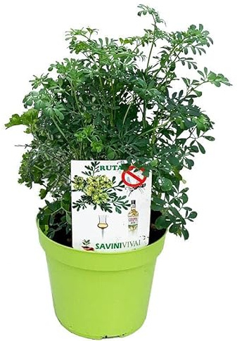 DECOALIVE Ruda PREMIUM Planta Natural de la Suerte para el Hogar