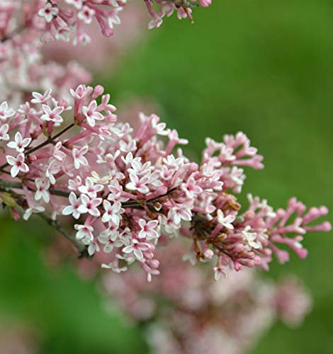 Hochstamm Herbst Flieder Superba 100-125cm - Syringa microphylla