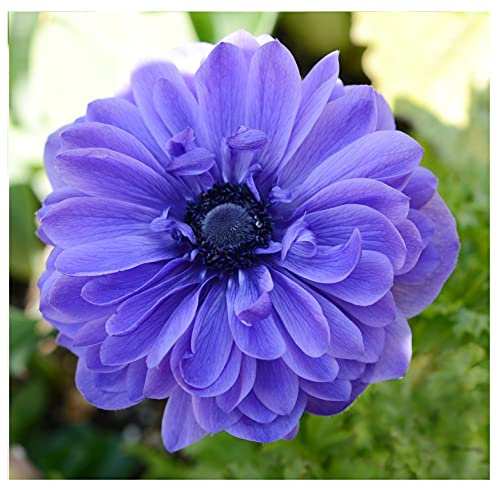 20x Anemone Lord Lieutenant Blue Spring Flowering Bulbs Autumn Planting Garden Perennial Flower Corms Size 4/5