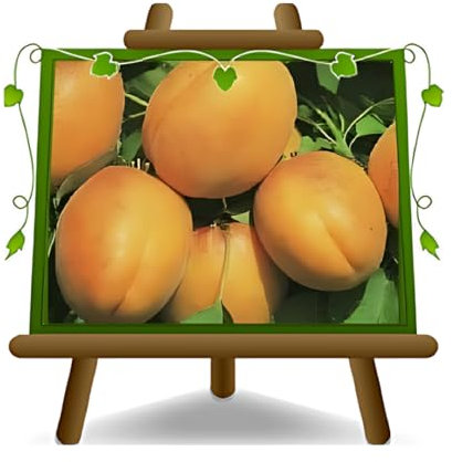 abricotier luizet arbre de abricots plante fruitière sur un pot de 26 max 200 cm - 4 ans