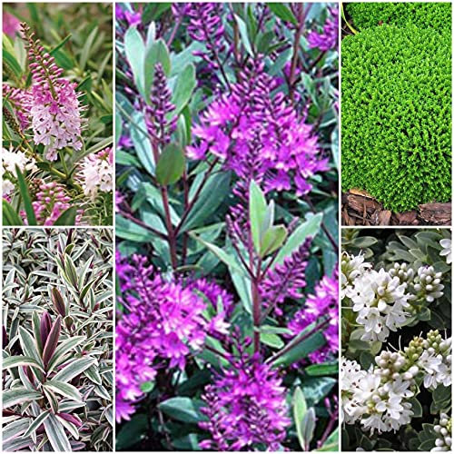 6 Mixed Hebe Plants Evergreen Garden Shrubs Colourful