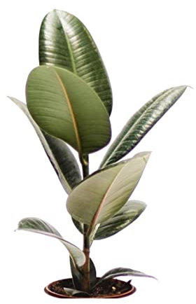 Ficus Elastica o Ficus Robusta Natural Árbol Resisitente