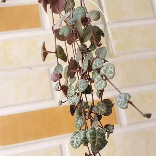 200 piezas Semillas de Ceropegia Woodii semillas de plantas de interior exóticas semillas de árboles Ceropegia Woodii, decoración de jardín para plantas decorativas exteriores Las