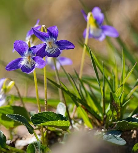 Hunds-Veilchen - Viola canina