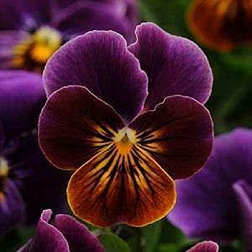 Viola Plants, 'Antique Shades', 20 x Full Plant Pack, Winter Bedding Plants, Winter Violas, Garden Flowers, Colourful Violas, Garden Ready and Ready to Plant, Premium Quality Flowers