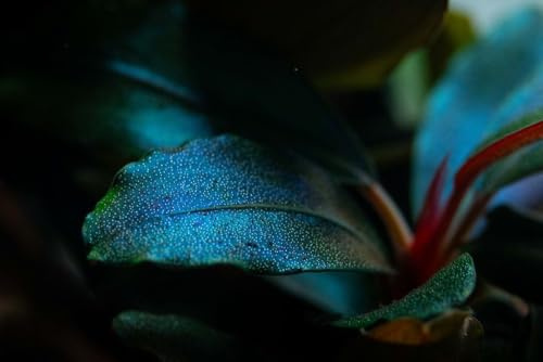 AquaOne Planta de acuario Bucephalandra sordidula 'Blue Red' I Planta acuática Acuario Rizoma/rizoma totalmente enraizado fácil de limpiar decoración Aquascaping
