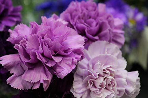 Nelke Lila Riesen Chabaud 30 Samen-, Carnation, Dianthus Samen,gefüllte,duftend