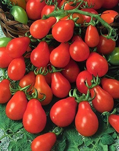 Red Pear tomate graines, non Ogm tomates Heirloom, très grande cultures savoureux 50ct