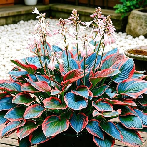 hosta hosta/Bulbi vere balcone giardino sul balcone giardino giardini rocciosi copertura terreno 4Rhizome