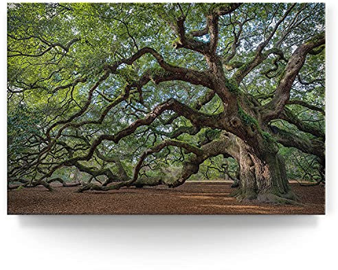 BilderKing Wandbild Baum Alte Eiche - 120cm x 80cm Leinwand auf Fertigrahmen + Aufhänger