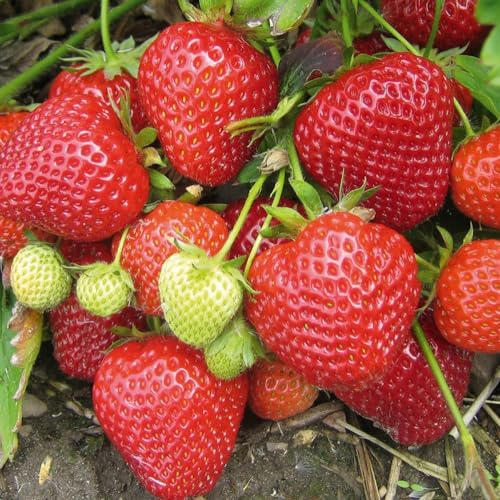 6 x Strawberry Symphony Bare Root Plants - Grow Your Own Strawberries - Bare Root Strawberry Runners - Fruit Plant (Regular Packaging)
